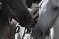 t-m.bellanger - chevaux gauchau bw -  tirage